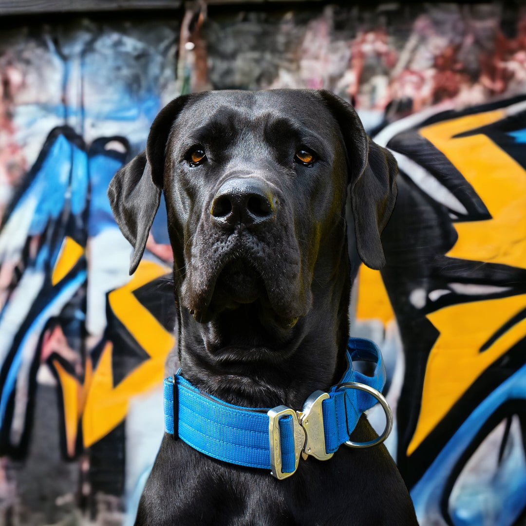Final SALE % On Duty Cobra Haltegriff Halsband 5 cm für grosse Hunde (48 cm-52 cm)