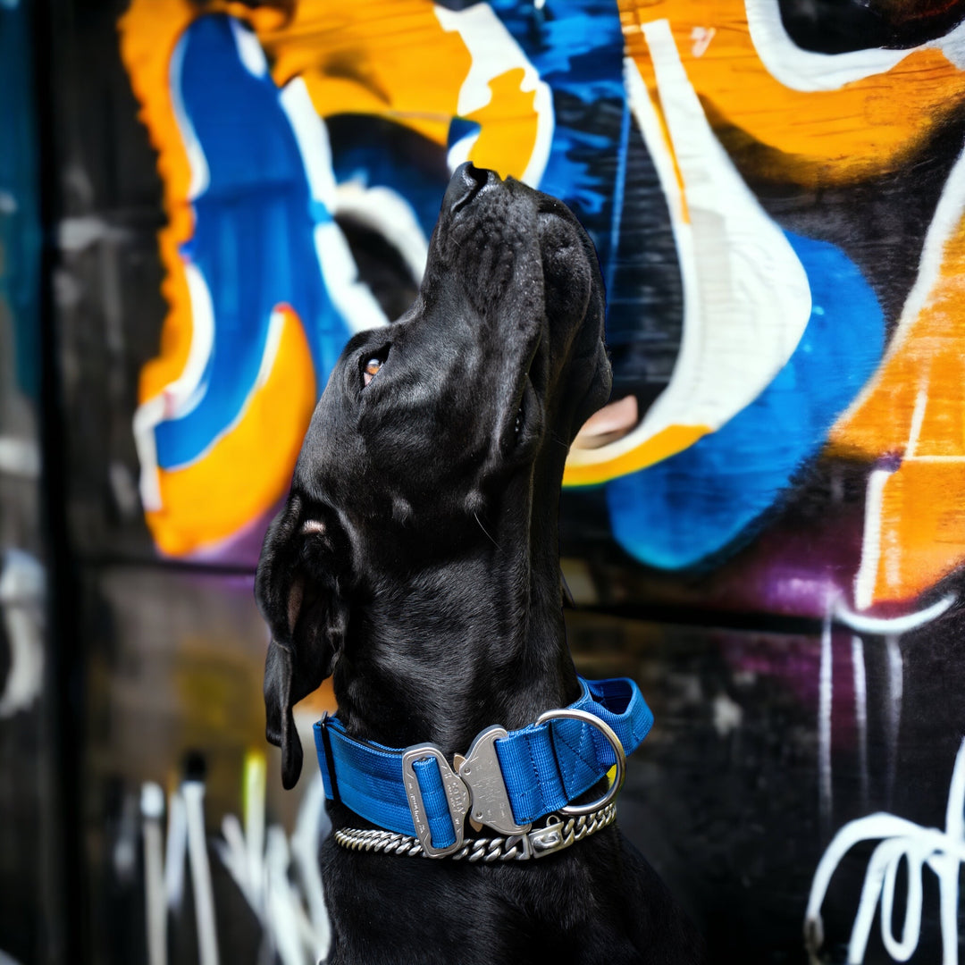 Final SALE % On Duty Cobra Haltegriff Halsband 5 cm für grosse Hunde (48 cm-52 cm)