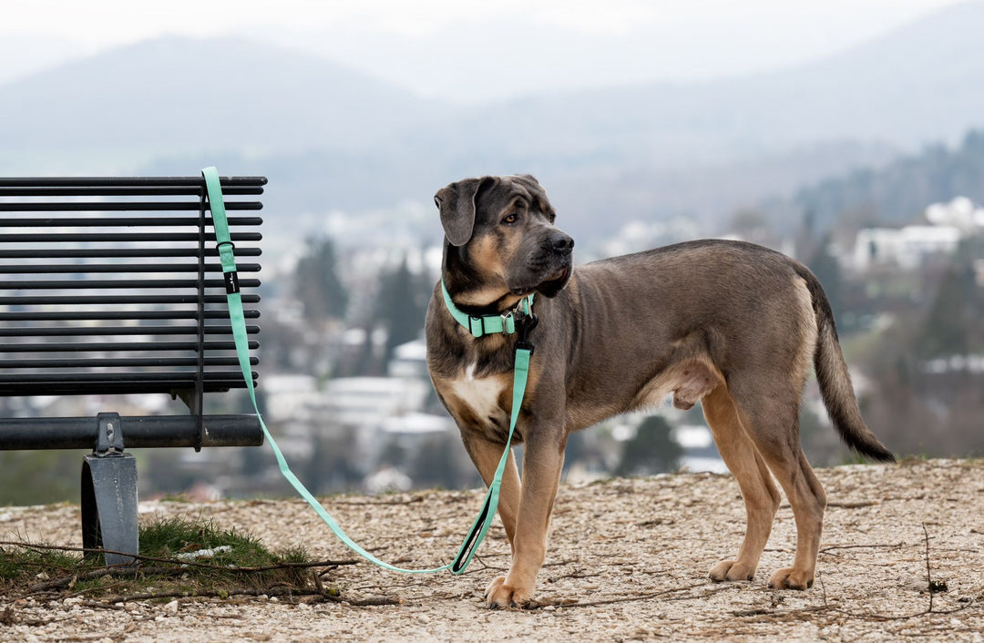Final SALE % On Duty Cobra Haltegriff Halsband 5 cm für grosse Hunde (48 cm-52 cm)