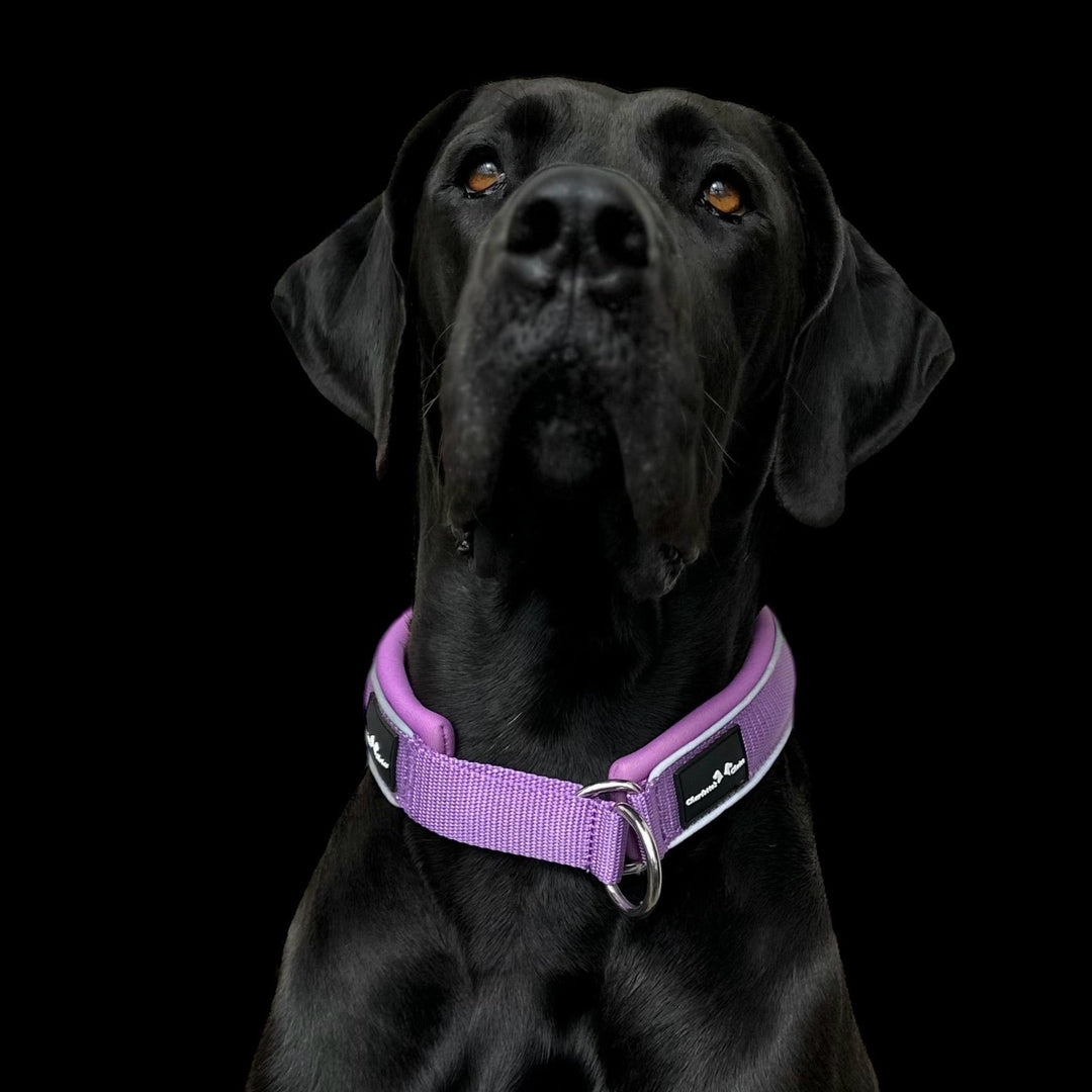 Halsband Deutsche Dogge