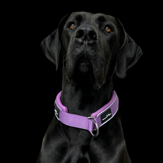 Halsband Deutsche Dogge