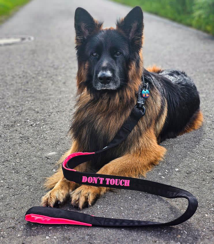 On Duty Leine 3.8 cm breit Kong Frog 360 für sehr starke Hunde (100 kg+)