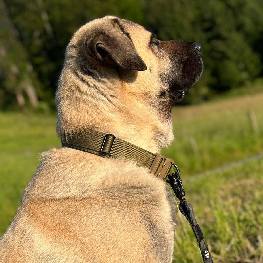 Luxus Heavy Duty Halsband 5 cm /7 cm/ 10 cm für grosse Hunde (zusätzliche Polster-Unterlage)