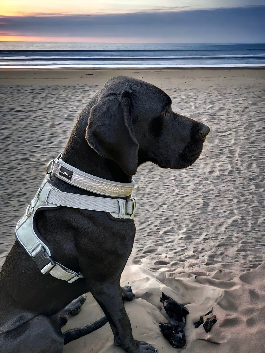 Grosse Hunde Halsband breit