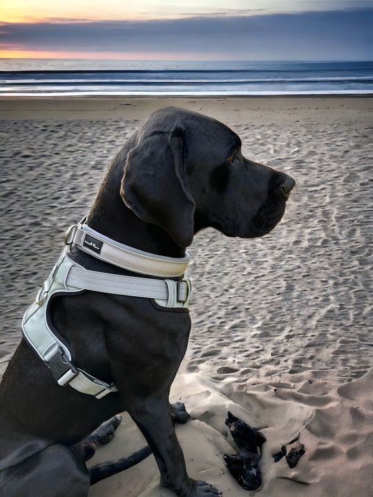 Grosse Hunde Halsband breit