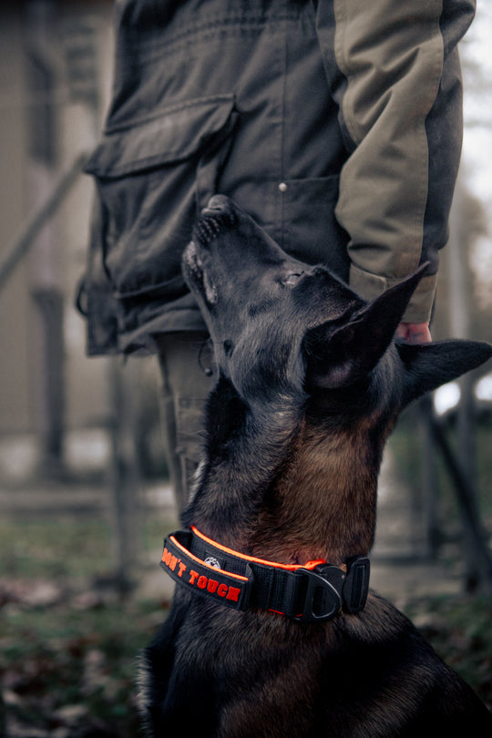 On Duty Halsband Don't Touch 4 cm breit (45 cm-60 cm) - schwarz/orange