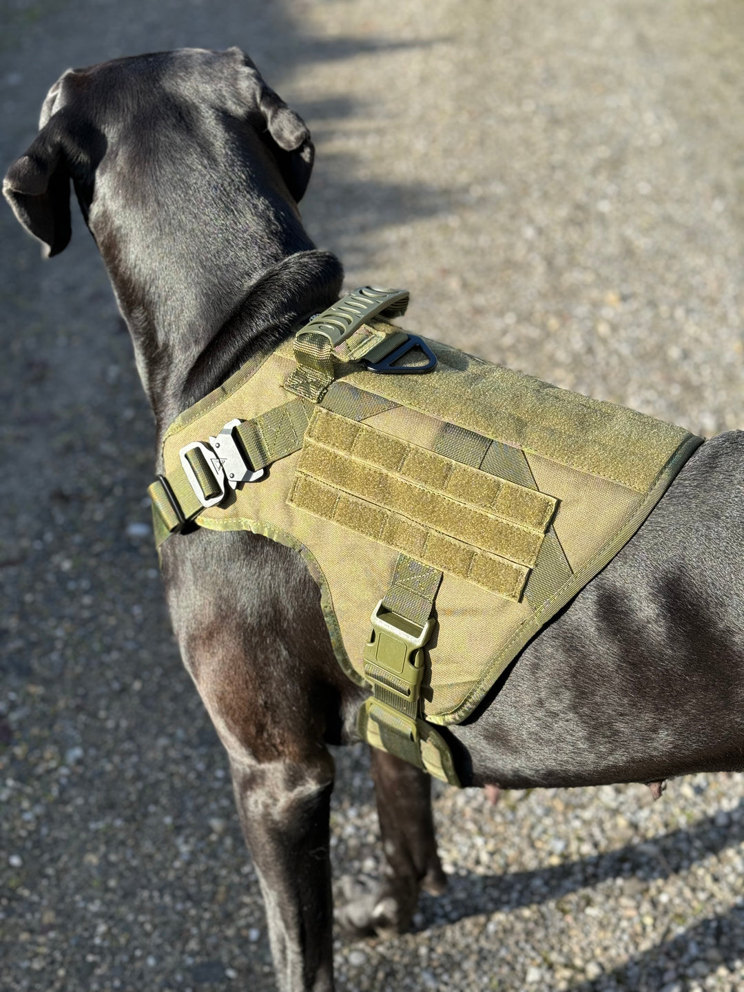 Alltrail CC-K9 Eco light Hundegeschirr - army-grün SALE % M & XL