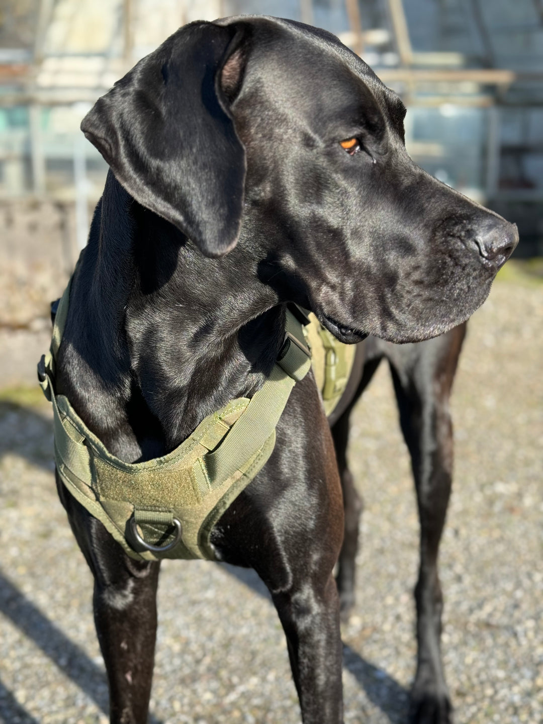 Alltrail CC-K9 Eco light Hundegeschirr - army-grün SALE % M & XL