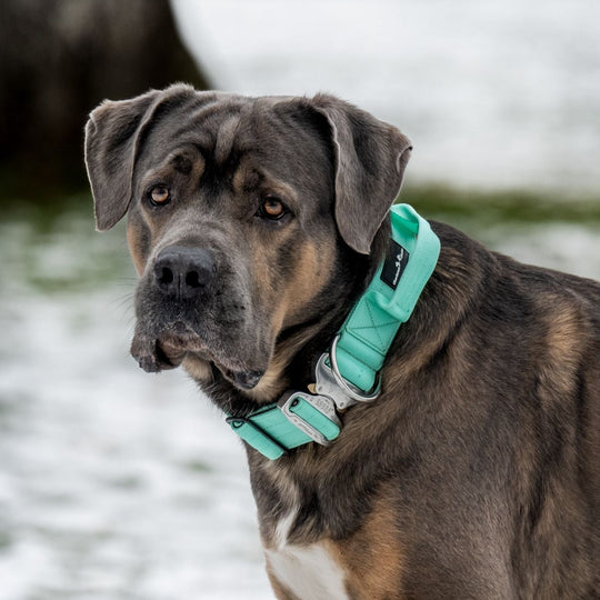 Final SALE % On Duty Cobra Haltegriff Halsband 5 cm für grosse Hunde (48 cm-52 cm)