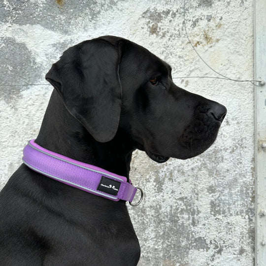 Hundehalsbänder Schweiz