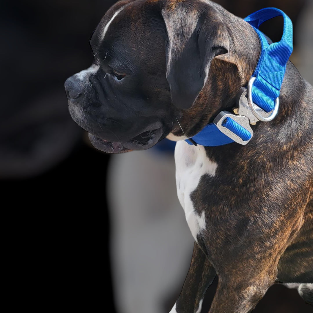 Final SALE % On Duty Cobra Haltegriff Halsband 5 cm für grosse Hunde (48 cm-52 cm)