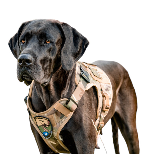Alltrail CC-K9 Eco light Hundegeschirr - schwarz