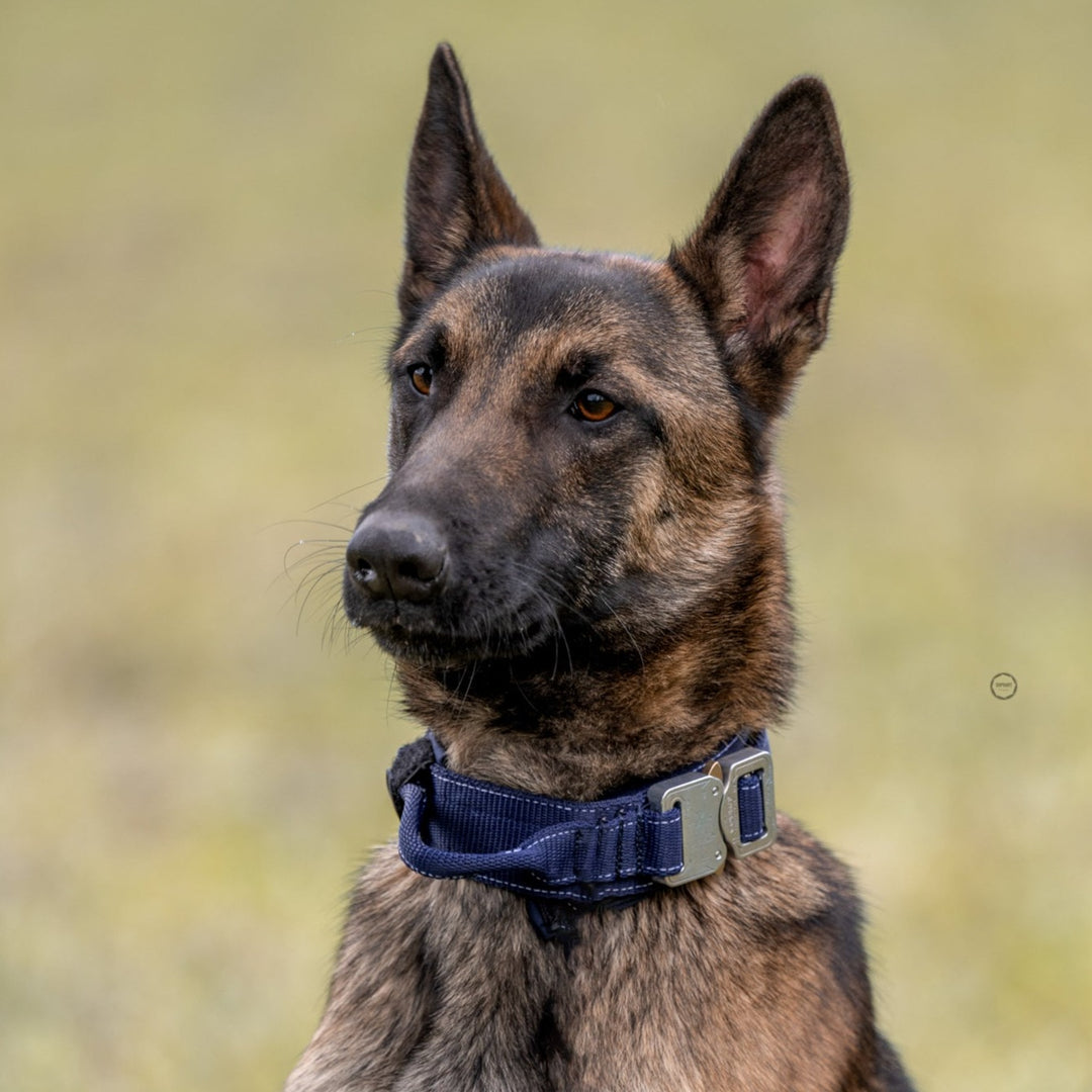 Super SALE % Tac Team Army Cobra Halsband (51 cm-61 cm)