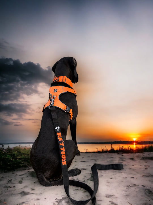 On Duty Massiv-Leine Kong Frog 360 Don't Touch für sehr grosse-sehr starke Hunde