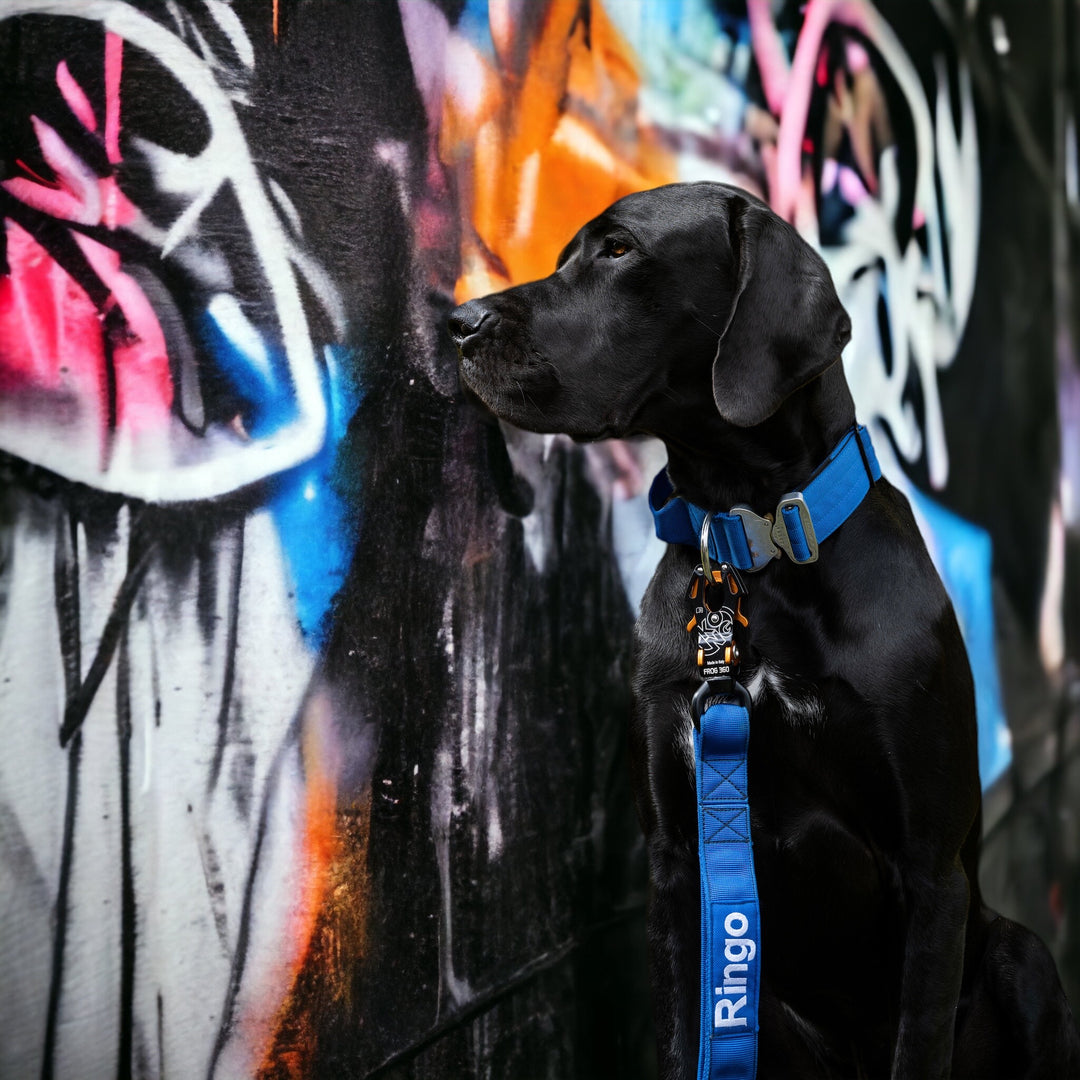 Final SALE % On Duty Cobra Haltegriff Halsband 5 cm für grosse Hunde (48 cm-52 cm)