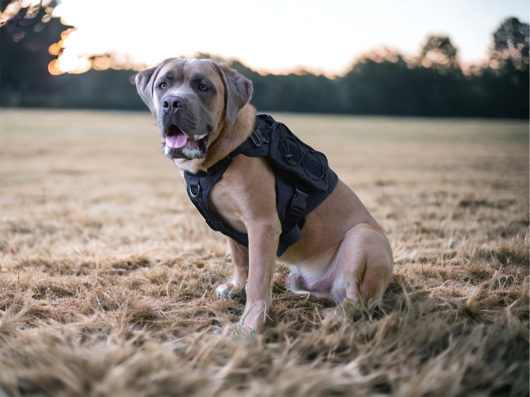 Alltrail CC-K9 Eco light Hundegeschirr - schwarz