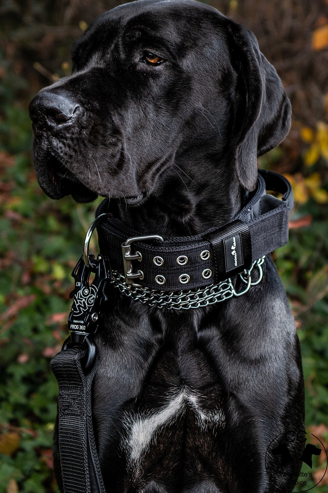 Leine stark für American Staffordshire