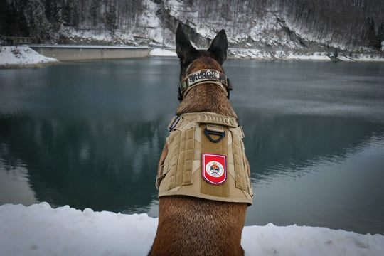 geschirr für hunde mit namen