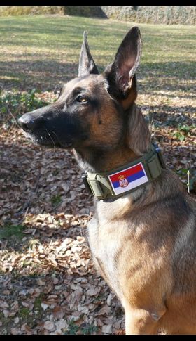 halsband gsd