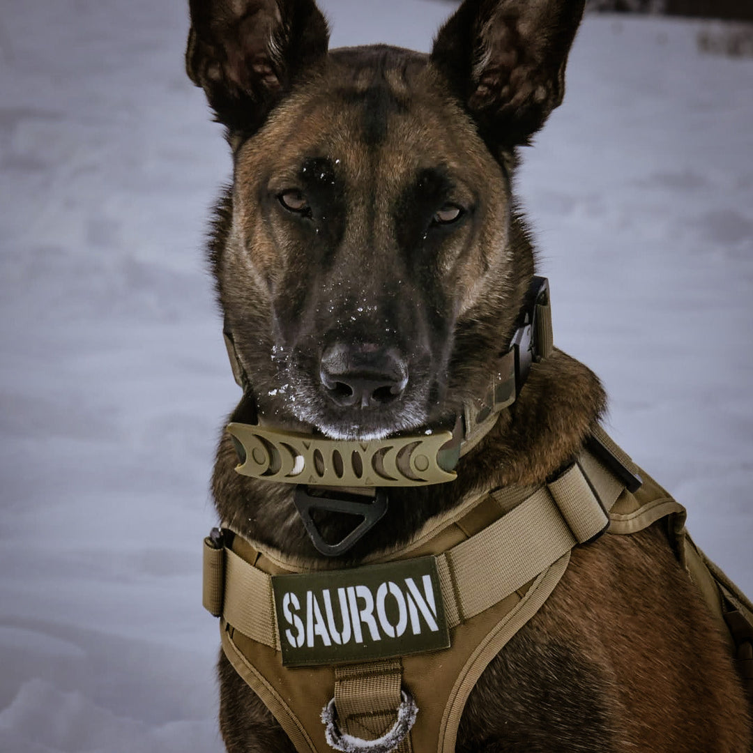 diensthund malinois militärhund spürhunde k9 ausbildung