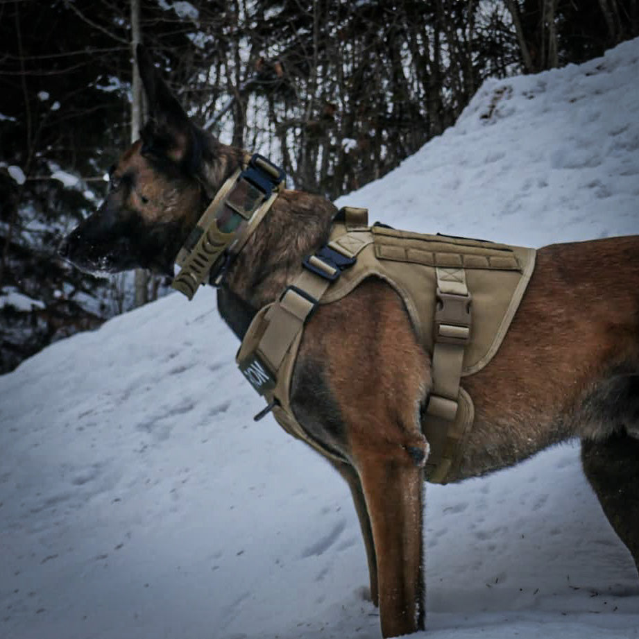 hundegeschirr kaufen hunde geschirr