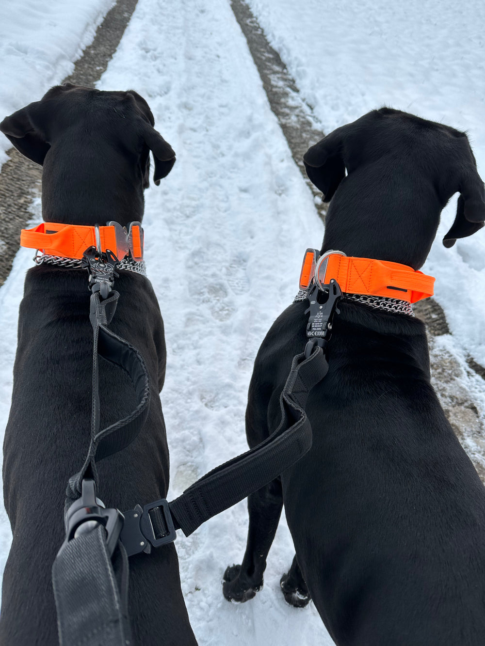 massive Leine für 2 grosse Hunde