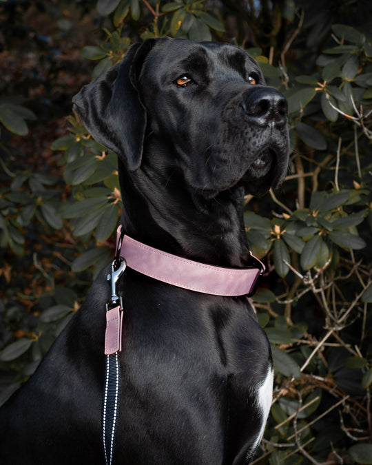 SpaceTec-Reflektorhalsband von Charlotte's Choice (48 cm-58 cm) - pink