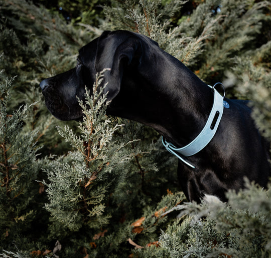 hellblaues halsband