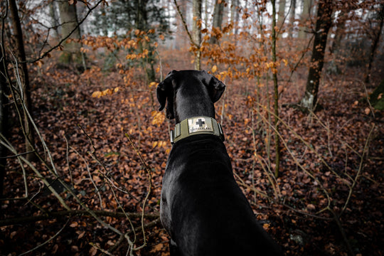 halsband bullterrier stark
