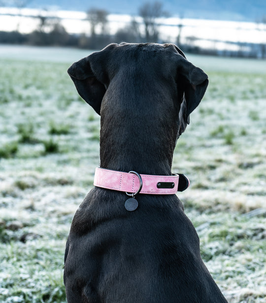 SpaceTec-Reflektorhalsband von Charlotte's Choice (48 cm-58 cm) - pink