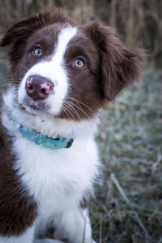 hundehalsband babyblau hellblau