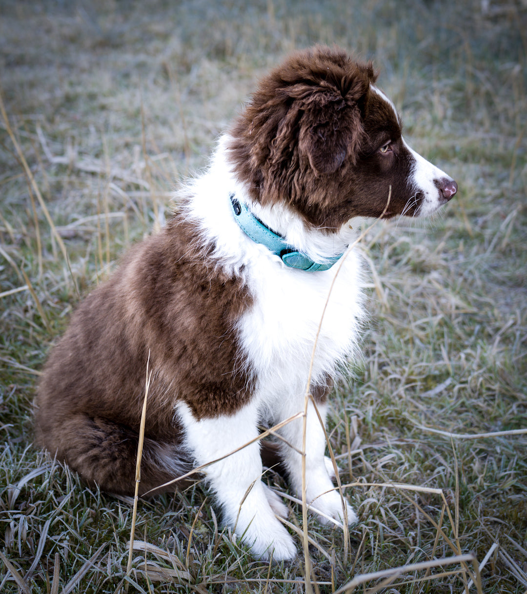 hundehalsband in hellblau