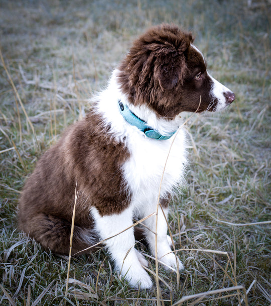 hundehalsband in hellblau