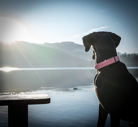 grosser hund mit pink halsband