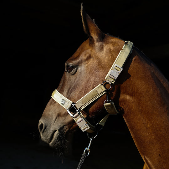 Polohalter in Qualität Schweiz