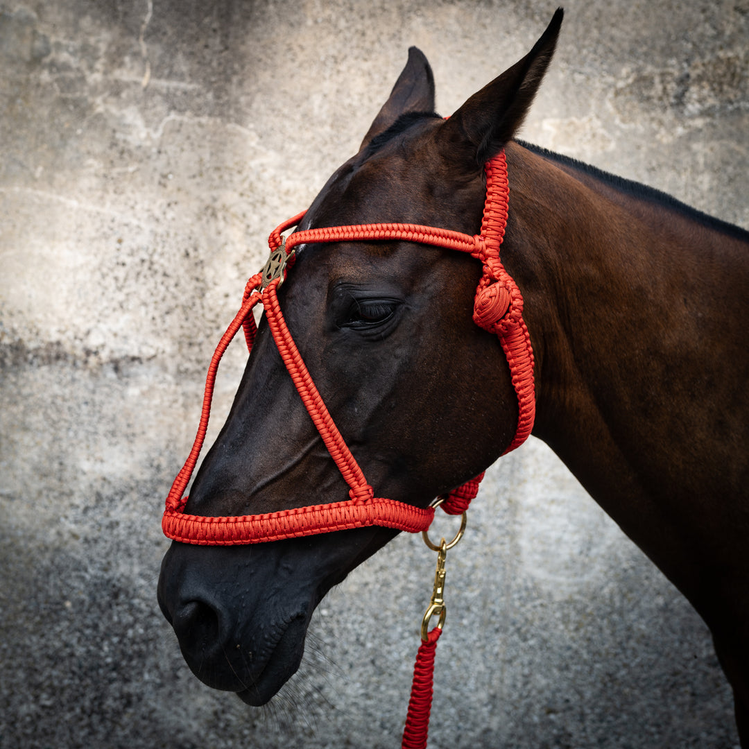 rotes Pferdehalfter