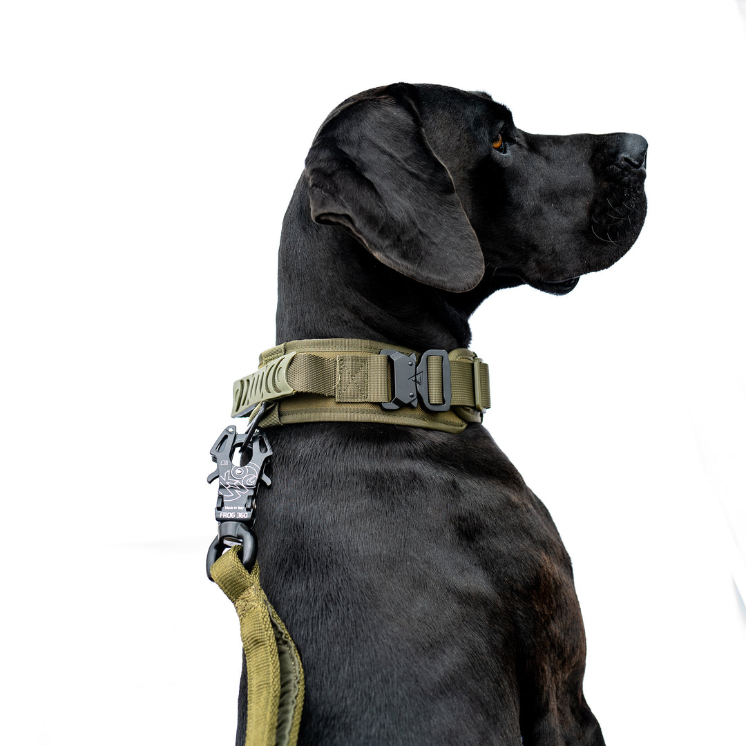 dogtrainer schweiz