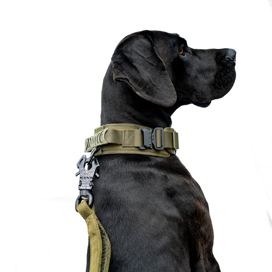 dogtrainer schweiz