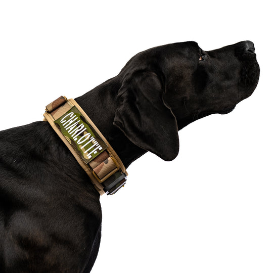halsband dogge