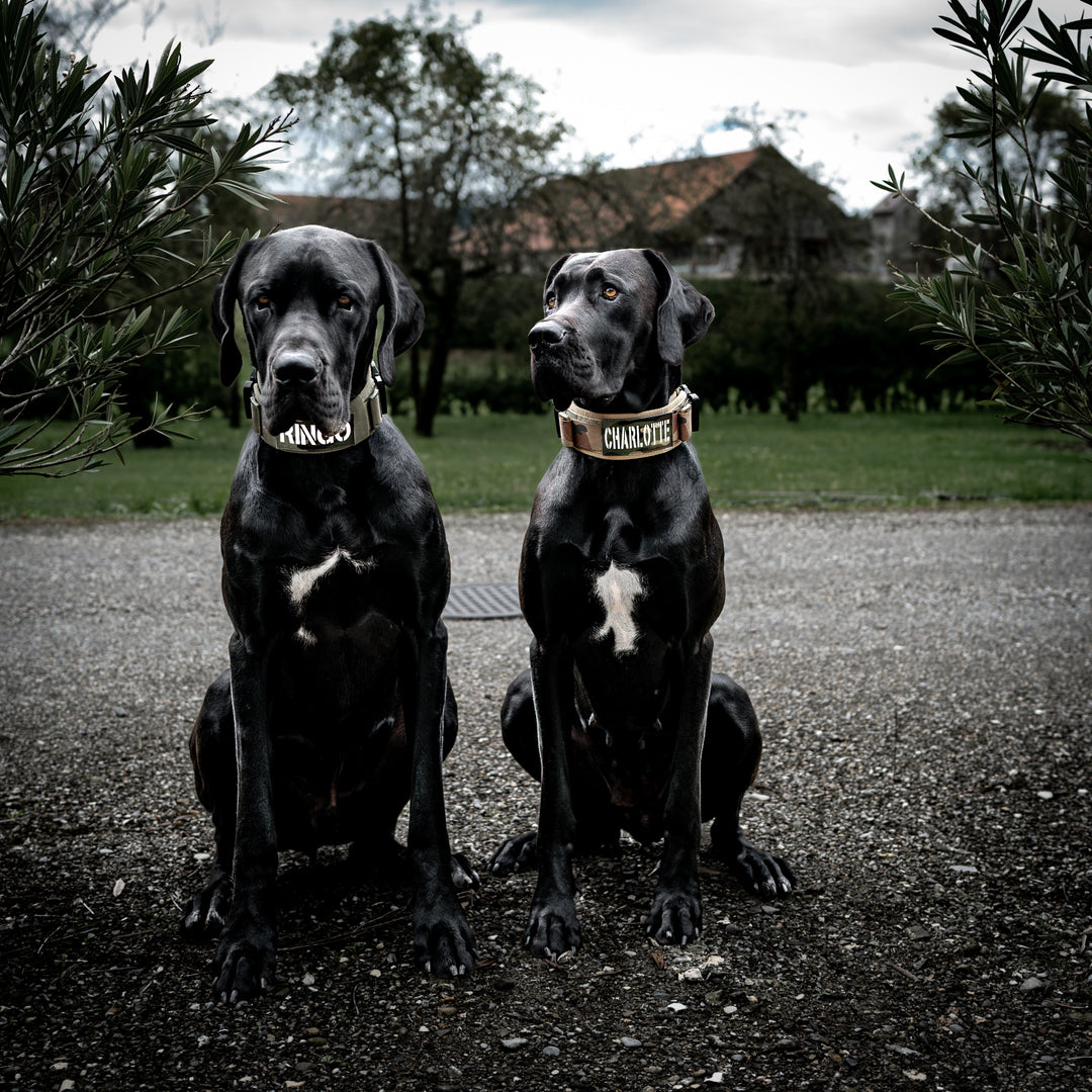 Hundehalsband schweiz