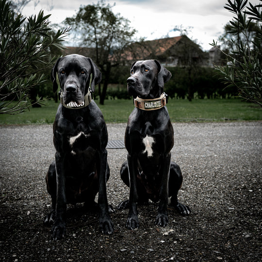 Hundehalsband schweiz