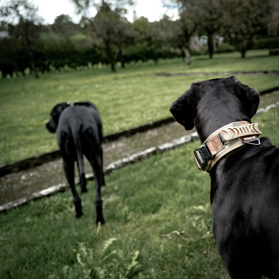 halsband schwerer hund