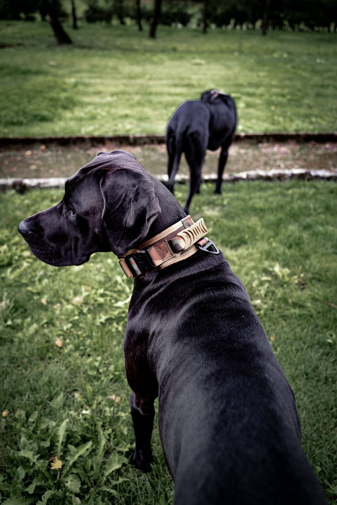 starkes halsband schweiz