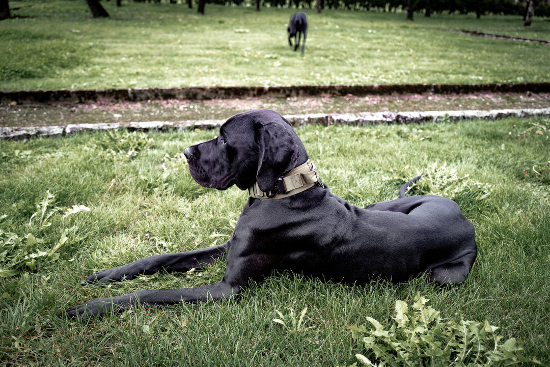 hundehalsband cane corso