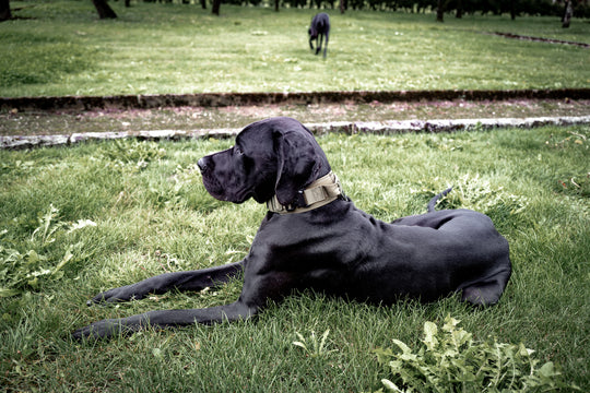 hundehalsband cane corso