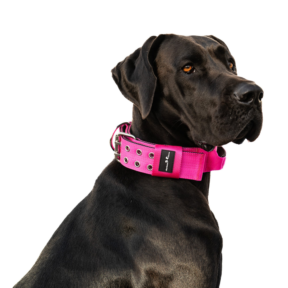 leuchthalsband pink