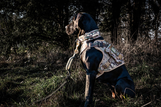 Hundegeschirr Dogge army