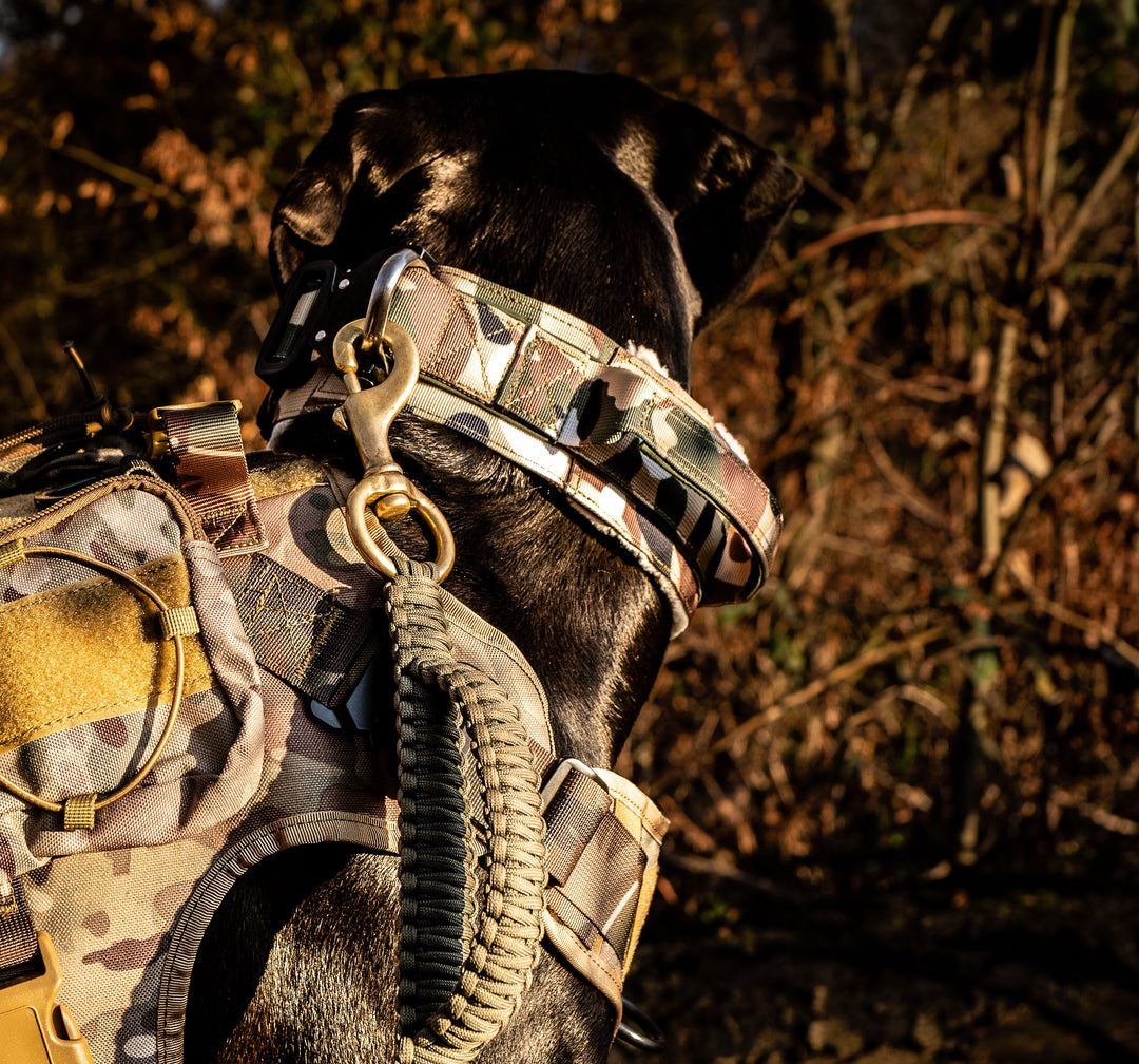 Hundegeschirr Schweiz für grosse Hunde