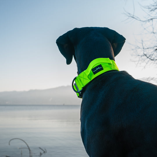 On Duty Cobra Haltegriff Halsband 5 cm für grosse Hunde (41 cm-78 cm)