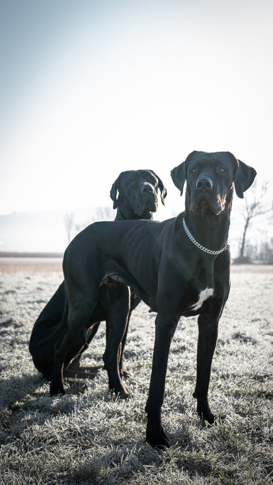 kettenhalsband kette für hunde